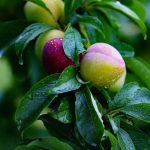 Pear, fruit, pears — Navigating Medicare Advantage Plans: Key Changes for 2026