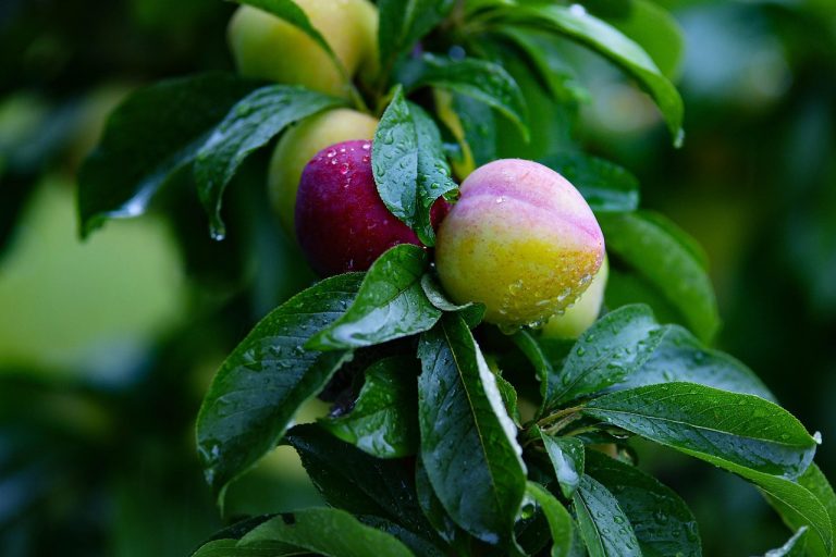 Pear, fruit, pears — Navigating Medicare Advantage Plans: Key Changes for 2026